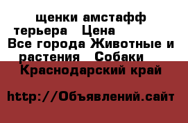 щенки амстафф терьера › Цена ­ 30 000 - Все города Животные и растения » Собаки   . Краснодарский край